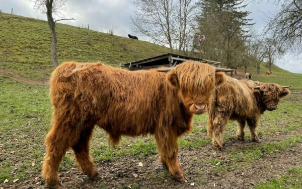 cattle